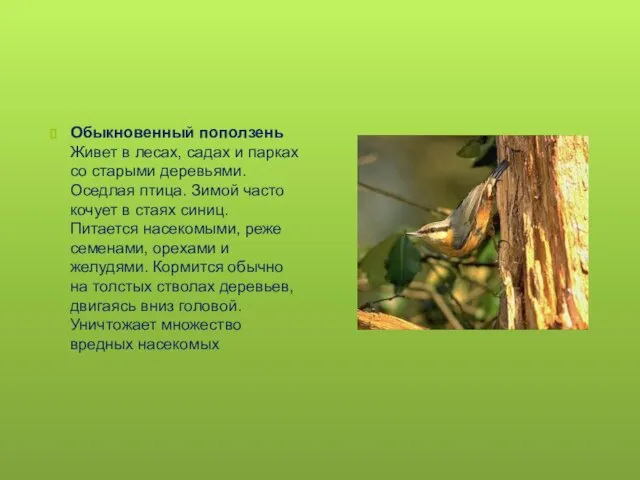 Обыкновенный поползень Живет в лесах, садах и парках со старыми деревьями. Оседлая