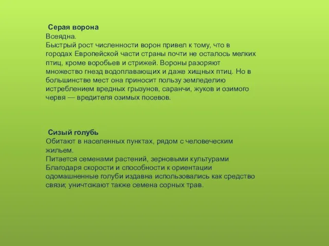 Серая ворона Всеядна. Быстрый рост численности ворон привел к тому, что в