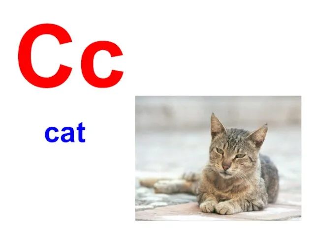 Cc cat