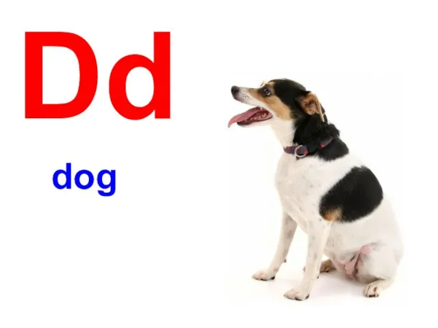 Dd dog