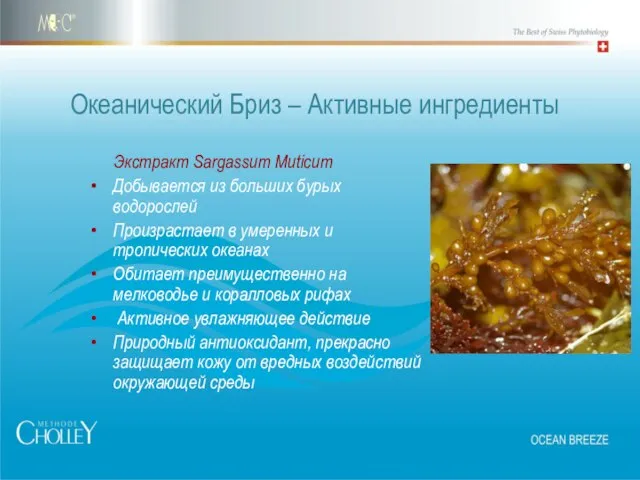 Экстракт Sargassum Muticum Добывается из больших бурых водорослей Произрастает в умеренных и