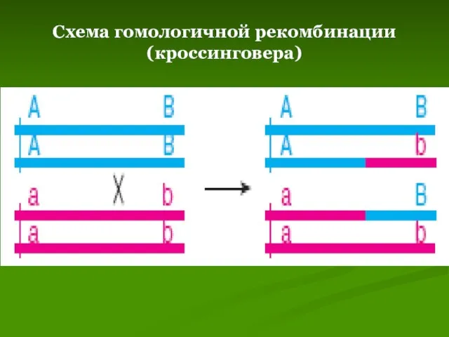 Схема гомологичной рекомбинации (кроссинговера)