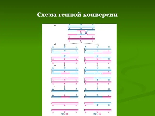 Схема генной конверсии