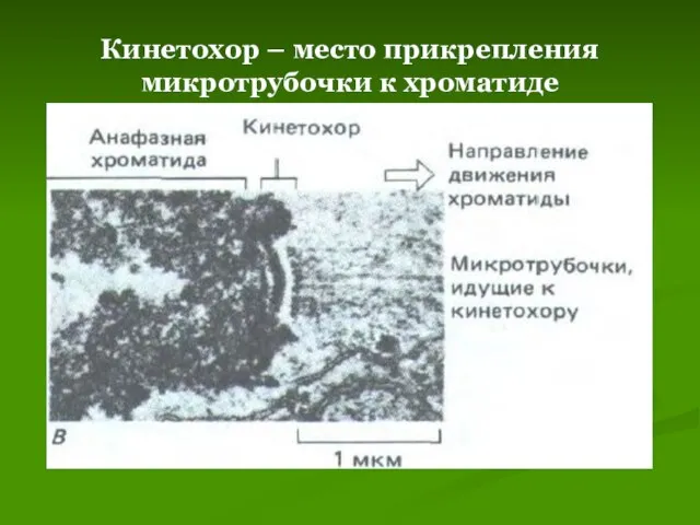 Кинетохор – место прикрепления микротрубочки к хроматиде