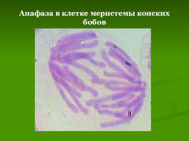 Анафаза в клетке меристемы конских бобов