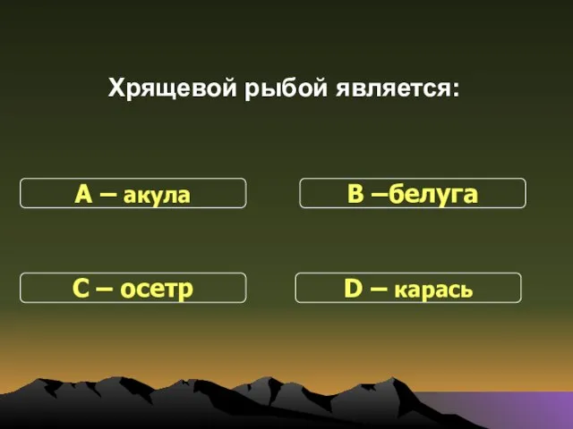 Хрящевой рыбой является: С – осетр В –белуга D – карась А – акула