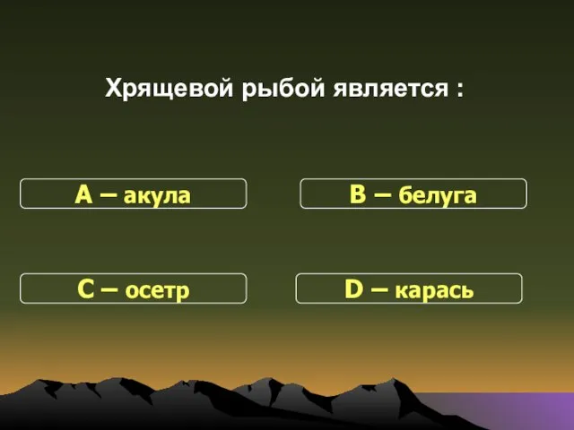 Хрящевой рыбой является : С – осетр В – белуга D – карась А – акула