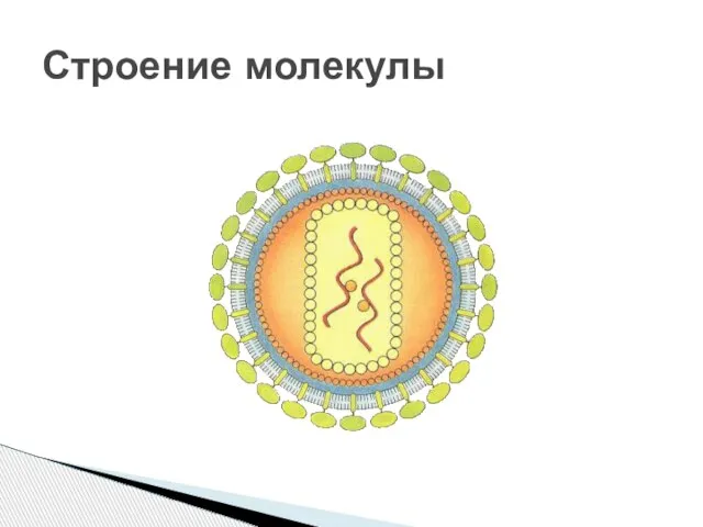 Строение молекулы