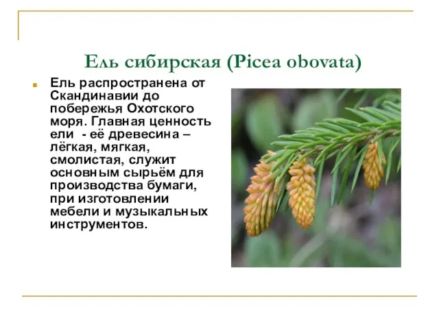 Ель сибирская (Picea obovata) Ель распространена от Скандинавии до побережья Охотского моря.