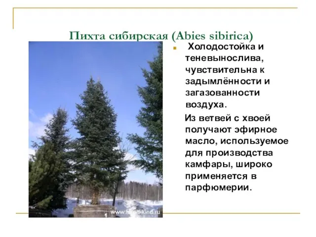 Пихта сибирская (Abies sibirica) Холодостойка и теневынослива, чувствительна к задымлённости и загазованности