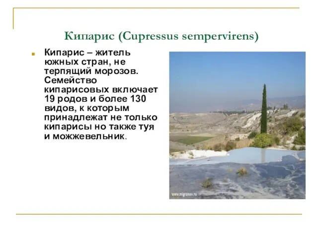 Кипарис (Cupressus sempervirens) Кипарис – житель южных стран, не терпящий морозов. Семейство