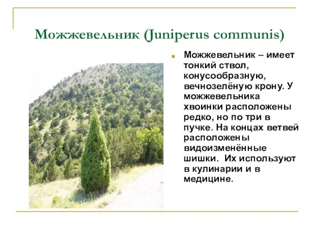 Можжевельник (Juniperus communis) Можжевельник – имеет тонкий ствол, конусообразную, вечнозелёную крону. У