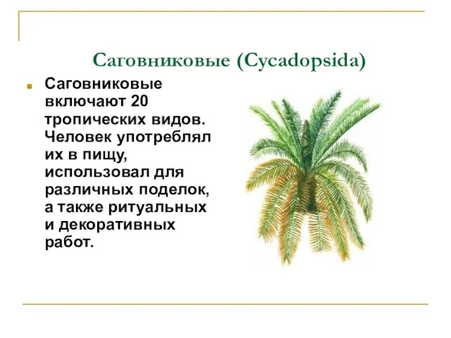 Саговниковые (Cycadopsida) Саговниковые включают 20 тропических видов. Человек употреблял их в пищу,
