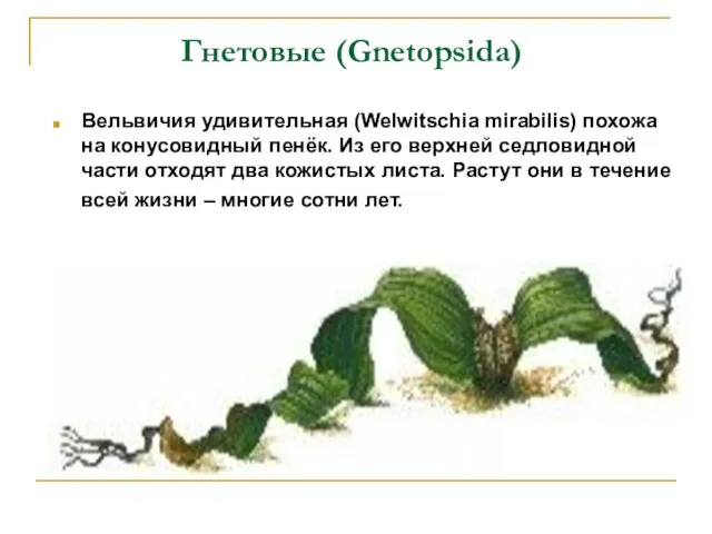 Гнетовые (Gnetopsida) Вельвичия удивительная (Welwitschia mirabilis) похожа на конусовидный пенёк. Из его