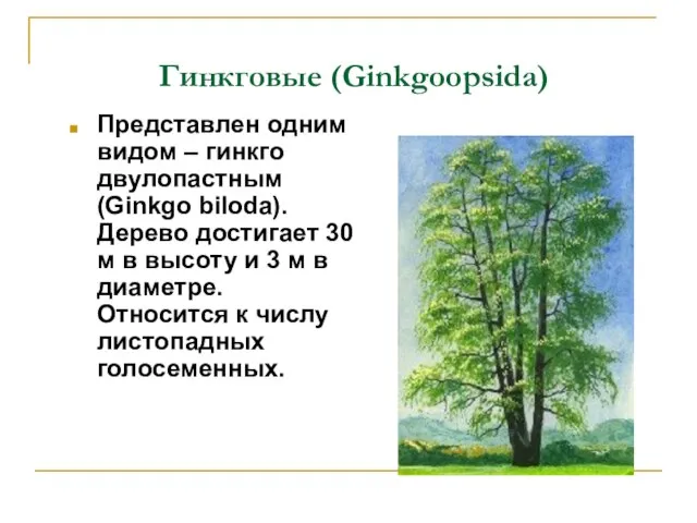 Гинкговые (Ginkgoopsida) Представлен одним видом – гинкго двулопастным (Ginkgo biloda). Дерево достигает