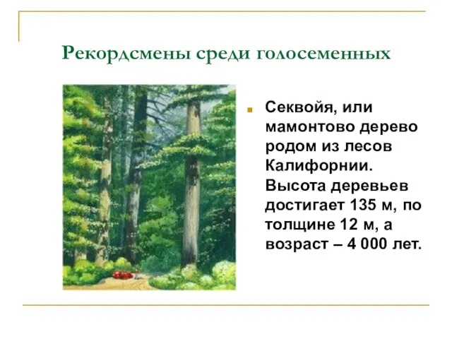 Рекордсмены среди голосеменных Секвойя, или мамонтово дерево родом из лесов Калифорнии. Высота