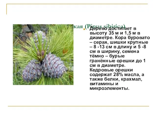 Сосна сибирская (Pinus sibirica) Дерево достигает в высоту 35 м и 1,5