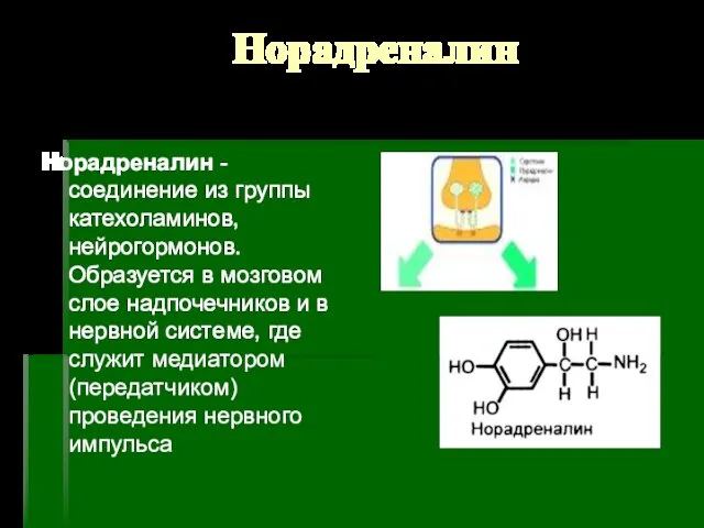 Норадреналин Норадреналин - соединение из группы катехоламинов, нейрогормонов. Образуется в мозговом слое