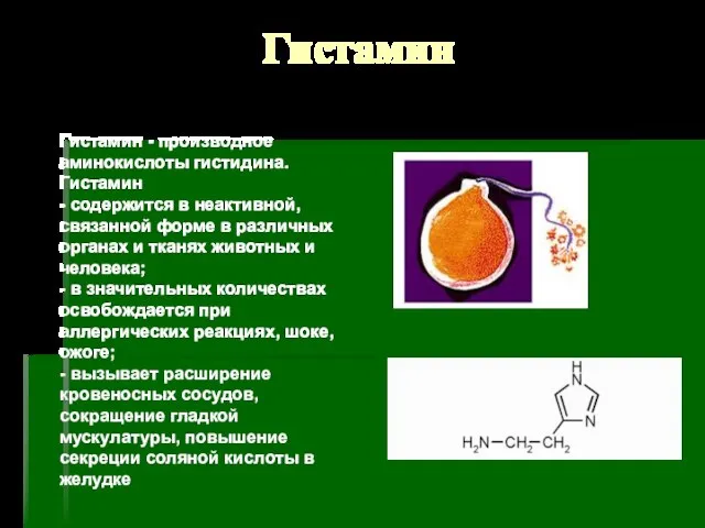 Гистамин Гистамин - производное аминокислоты гистидина. Гистамин - содержится в неактивной, связанной