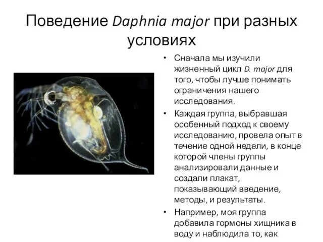 Поведение Daphnia major при разных условиях Сначала мы изучили жизненный цикл D.