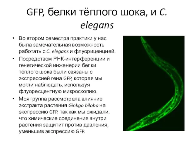 GFP, белки тёплого шока, и C. elegans Во втором семестра практики у