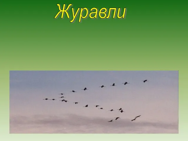 Журавли