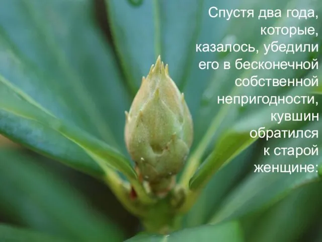 Спустя два года, которые, казалось, убедили его в бесконечной собственной непригодности, кувшин обратился к старой женщине: