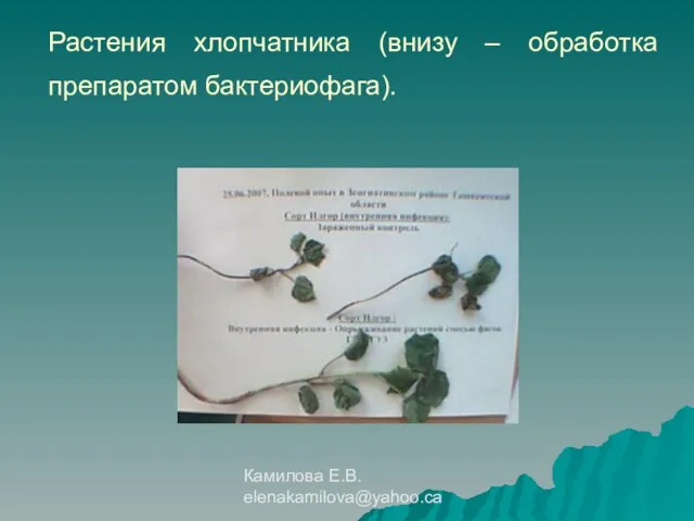 Камилова Е.В. elenakamilova@yahoo.ca Растения хлопчатника (внизу – обработка препаратом бактериофага).