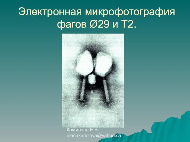 Камилова Е.В. elenakamilova@yahoo.ca Электронная микрофотография фагов Ø29 и Т2.