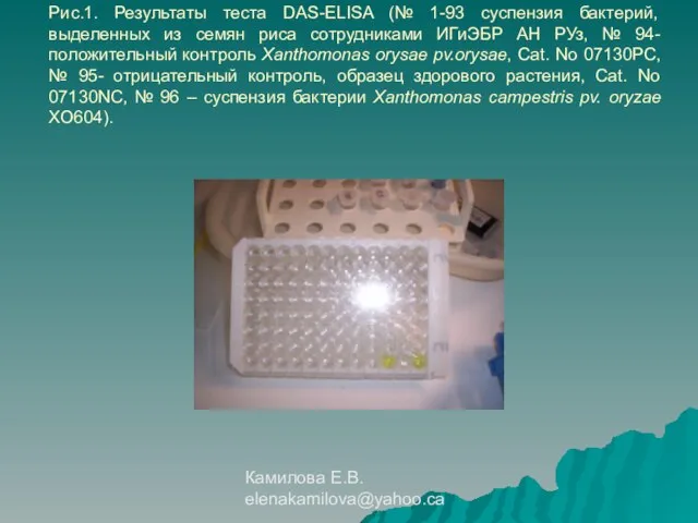 Камилова Е.В. elenakamilova@yahoo.ca Рис.1. Результаты теста DAS-ELISA (№ 1-93 суспензия бактерий, выделенных