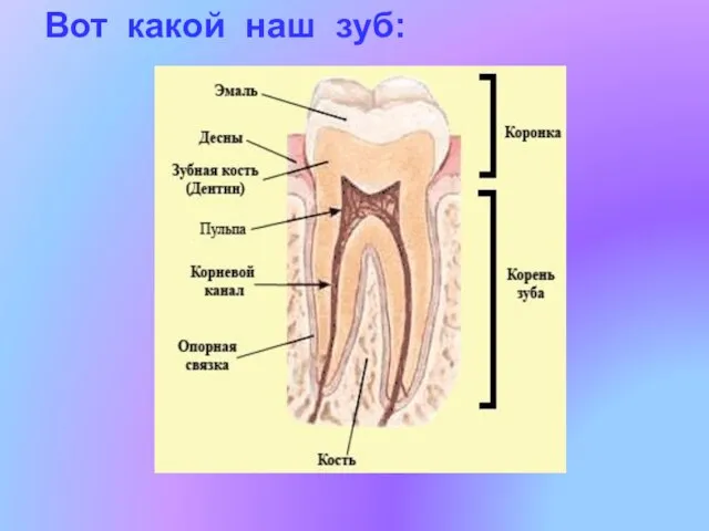 Вот какой наш зуб: