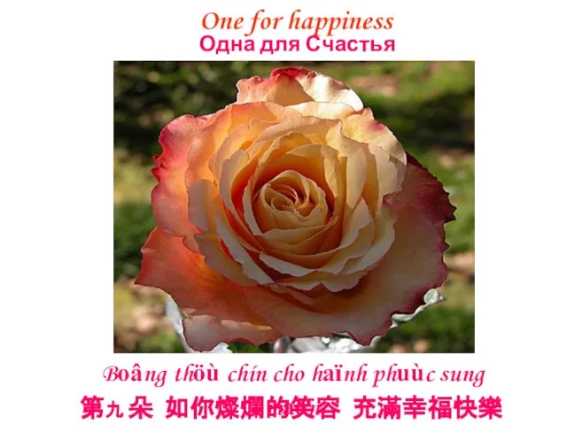 One for happiness 第九 朵 如你燦爛的笑容 充滿幸福快樂 Boâng thöù chín cho haïnh
