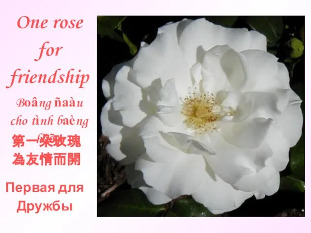 One rose for friendship 第一朵玫瑰 為友情而開 Boâng ñaàu cho tình baèng höõu Первая для Дружбы
