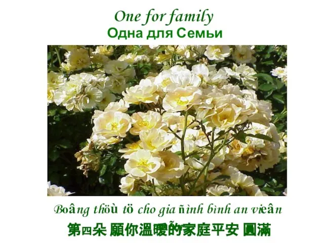 One for family 第四朵 願你溫暖的家庭平安 圓滿 Boâng thöù tö cho gia ñình