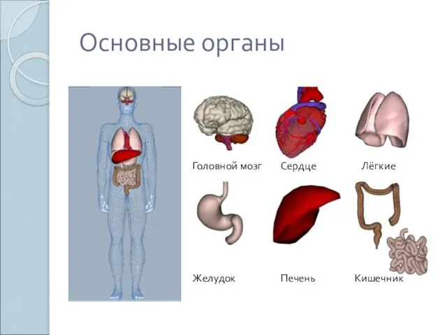 Основные органы Головной мозг Сердце Лёгкие Желудок Печень Кишечник