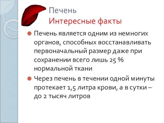 Печень Интересные факты Печень является одним из немногих органов, способных восстанавливать первоначальный