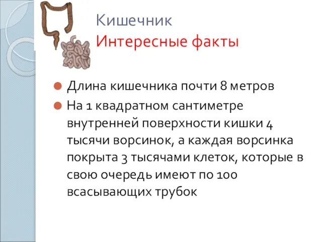 Кишечник Интересные факты Длина кишечника почти 8 метров На 1 квадратном сантиметре