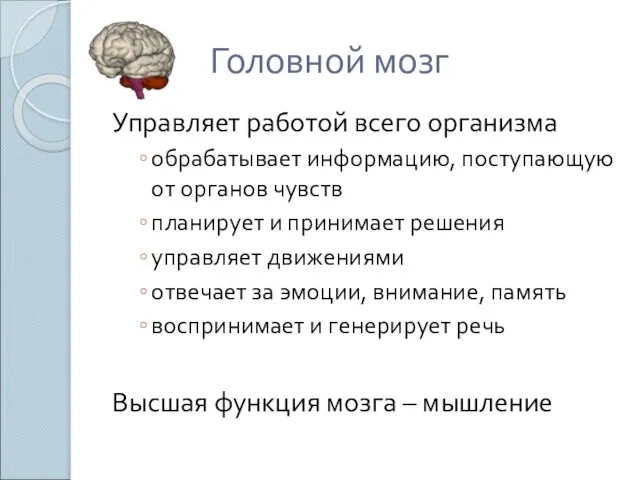 Головной мозг Управляет работой всего организма обрабатывает информацию, поступающую от органов чувств