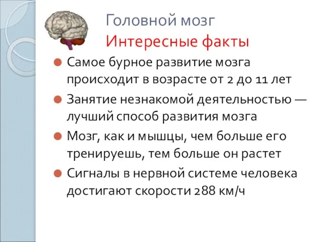 Головной мозг Интересные факты Самое бурное развитие мозга происходит в возрасте от