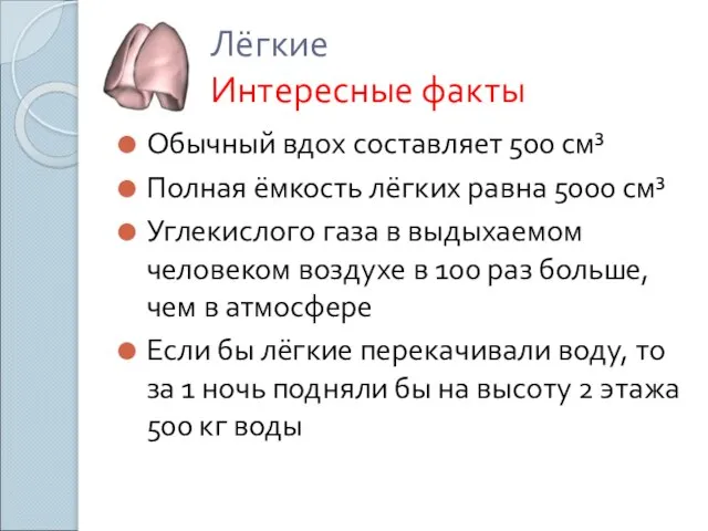 Лёгкие Интересные факты Обычный вдох составляет 500 см³ Полная ёмкость лёгких равна