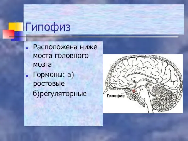 Гипофиз Расположена ниже моста головного мозга Гормоны: а)ростовые б)регуляторные