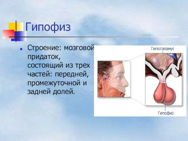 Гипофиз Строение: мозговой придаток, состоящий из трех частей: передней, промежуточной и задней долей.