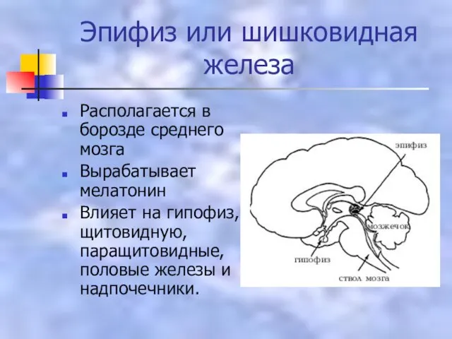 Эпифиз или шишковидная железа Располагается в борозде среднего мозга Вырабатывает мелатонин Влияет