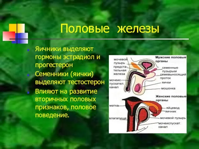 Половые железы Яичники выделяют гормоны эстрадиол и прогестерон Семенники (яички) выделяют тестостерон