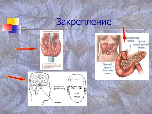 Закрепление