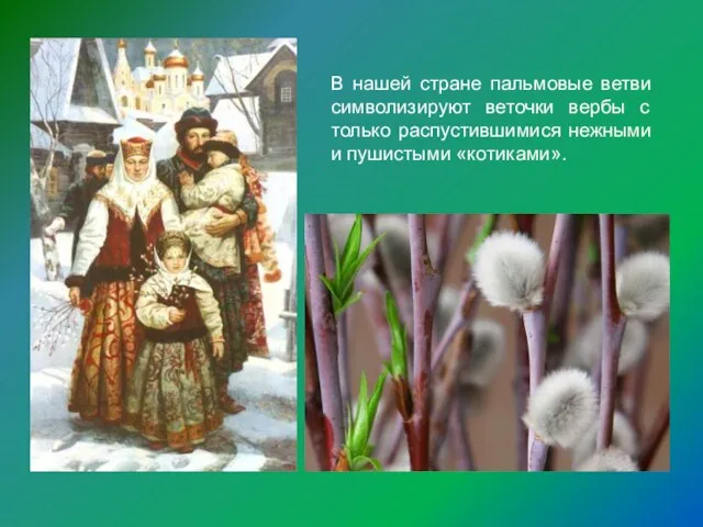 В нашей стране пальмовые ветви символизируют веточки вербы с только распустившимися нежными и пушистыми «котиками».