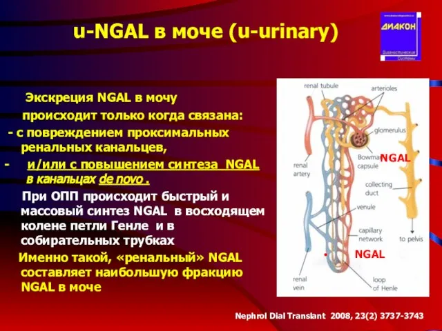 u-NGAL в моче (u-urinary) Экскреция NGAL в мочу происходит только когда связана: