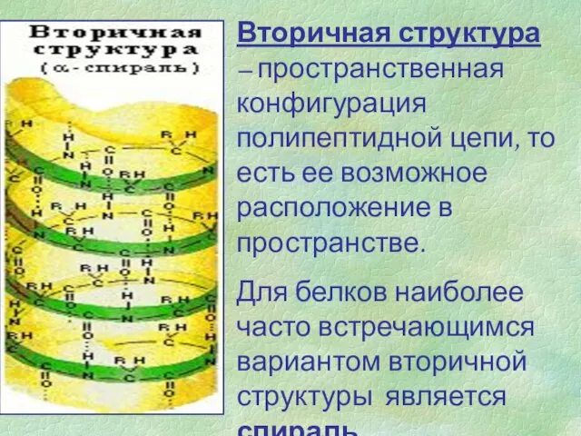 Вторичная структура – пространственная конфигурация полипептидной цепи, то есть ее возможное расположение