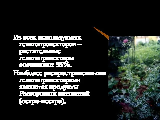 Из всех используемых гепатопротекторов – растительные гепатопротекторы составляют 55%. Наиболее распространенными гепатопротекторами