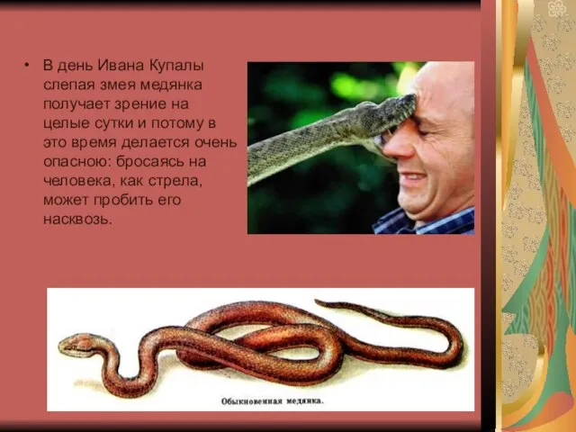В день Ивана Купалы слепая змея медянка получает зрение на целые сутки